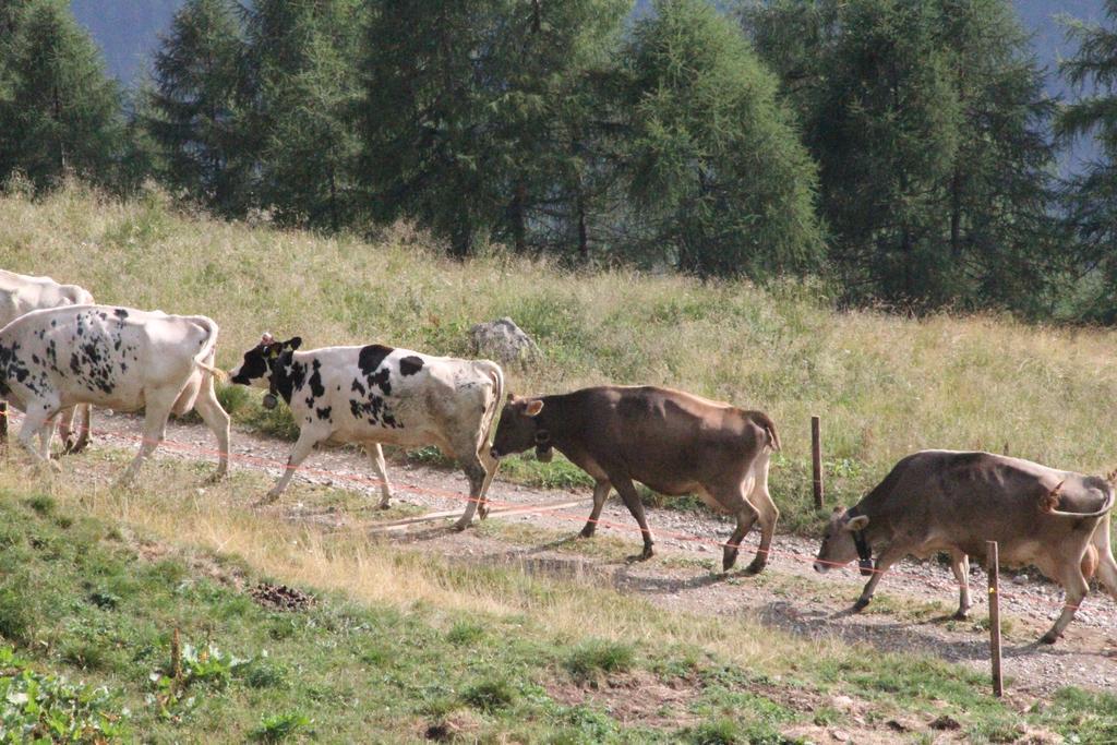 Nestalp Malga Campo Villa Peio Luaran gambar