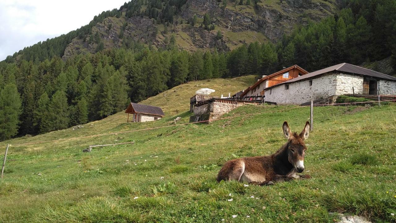 Nestalp Malga Campo Villa Peio Luaran gambar