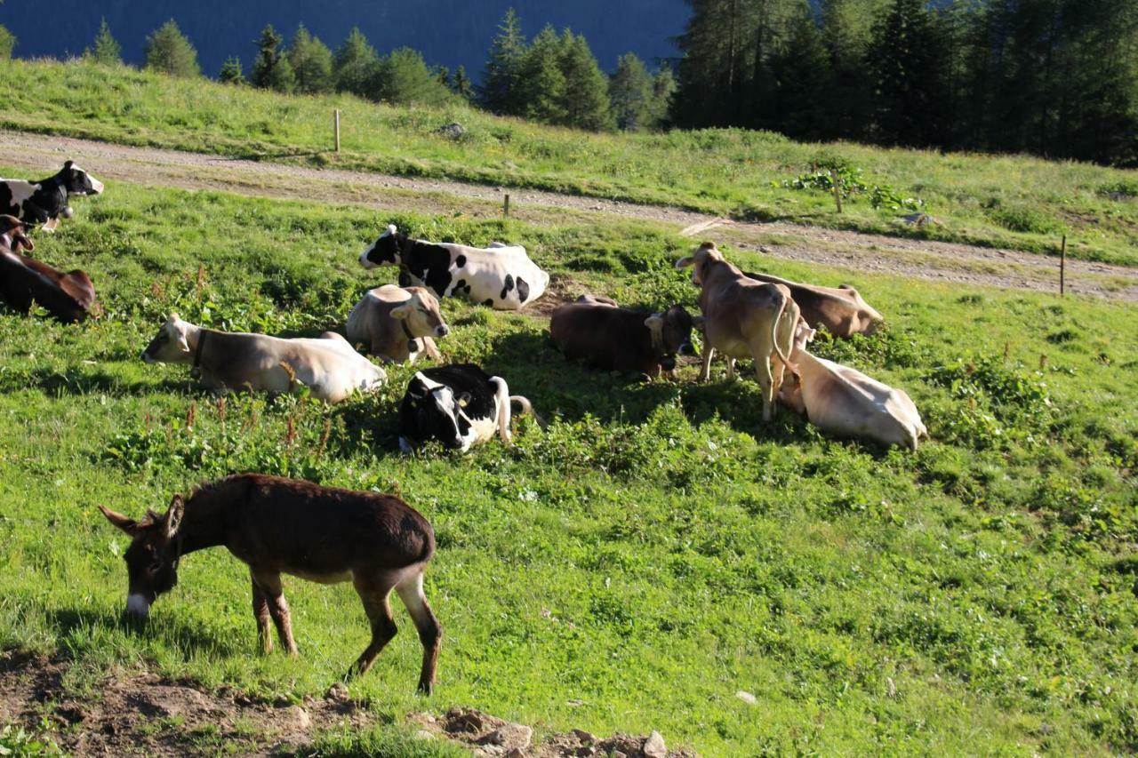 Nestalp Malga Campo Villa Peio Luaran gambar